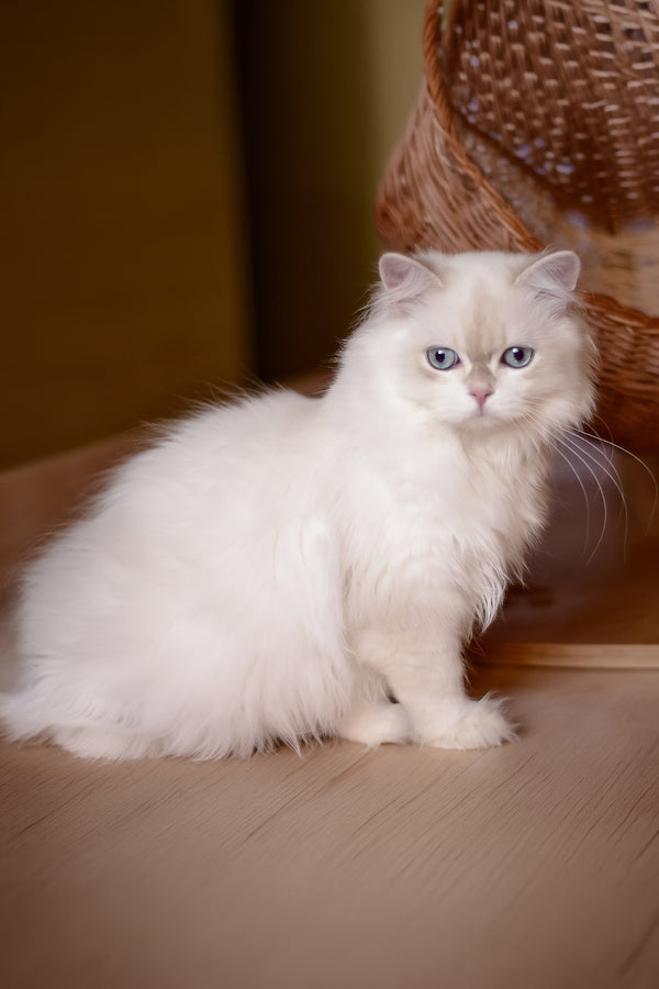 Xavi | British Longhair Kitten
