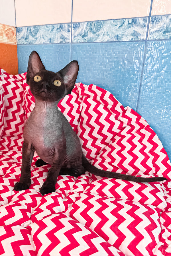 Xavia | Devon Rex Kitten