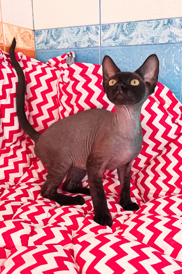 Xavia | Devon Rex Kitten