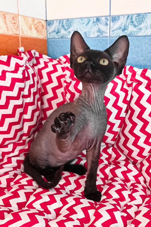 Xavia | Devon Rex Kitten