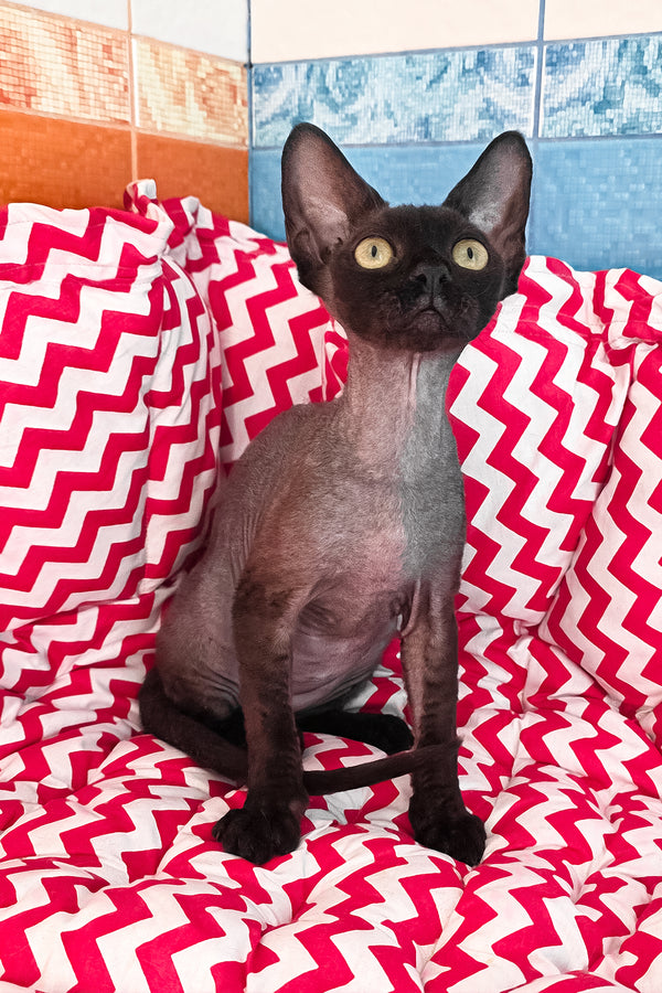 Xavia | Devon Rex Kitten