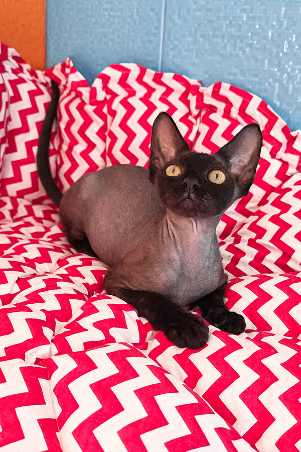 Xavia | Devon Rex Kitten