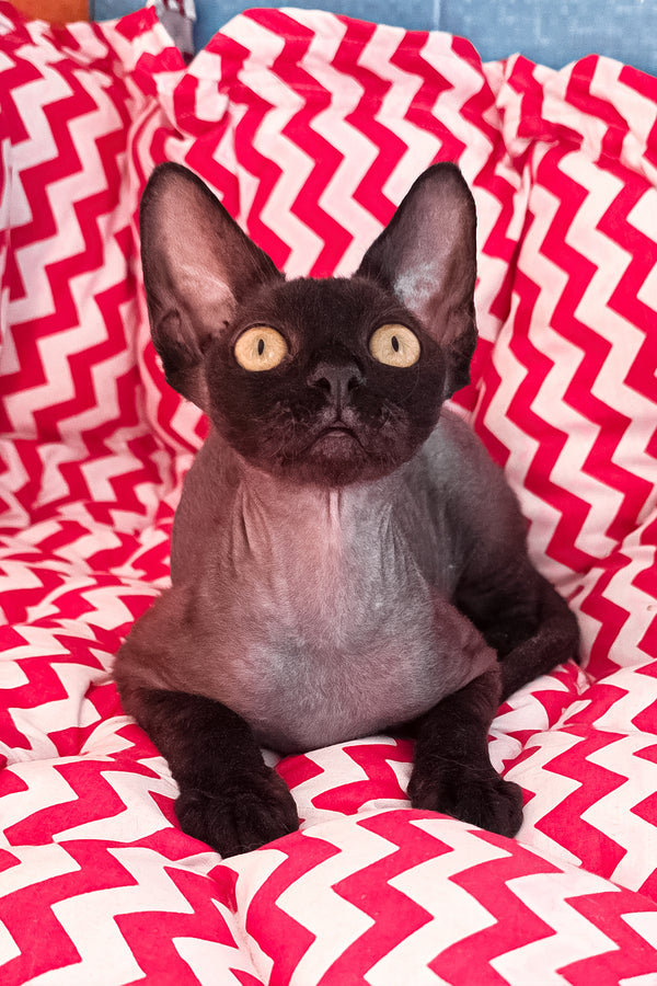 Xavia | Devon Rex Kitten