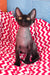 Xavia | Devon Rex Kitten