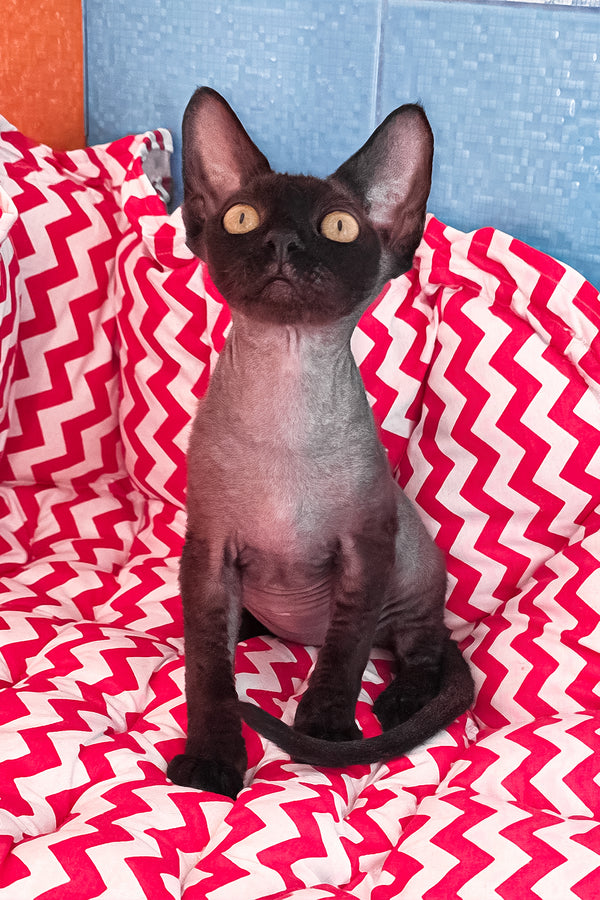 Xavia | Devon Rex Kitten