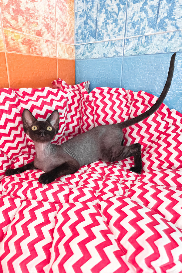 Xavia | Devon Rex Kitten