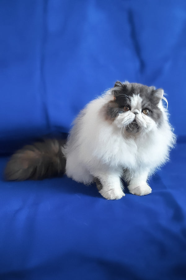 Xavier | Persian Kitten