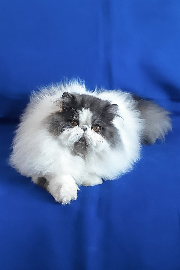 Xavier | Persian Kitten