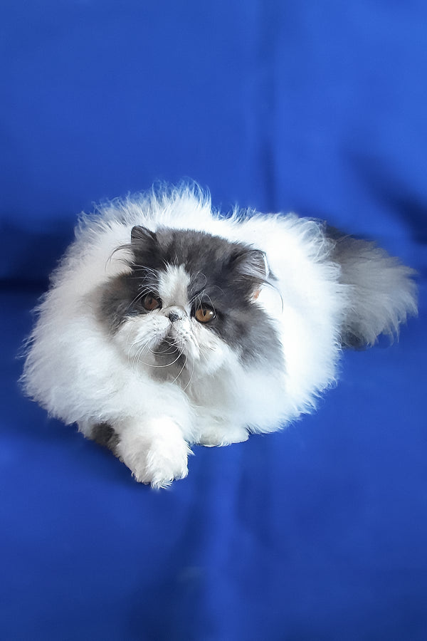 Xavier | Persian Kitten