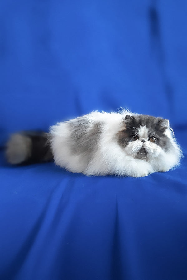 Xavier | Persian Kitten