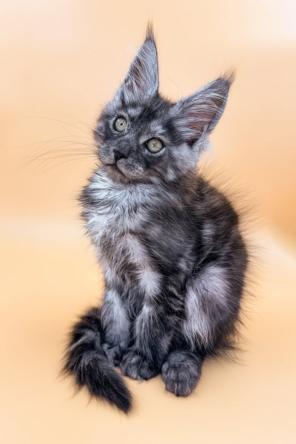 Xavier | Maine Coon Kitten