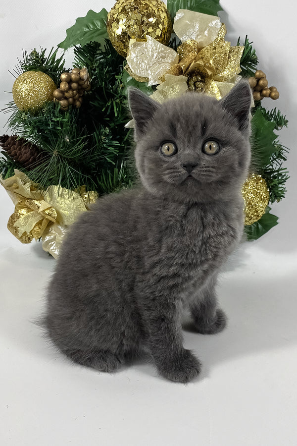 Xavier | British Shorthair Kitten
