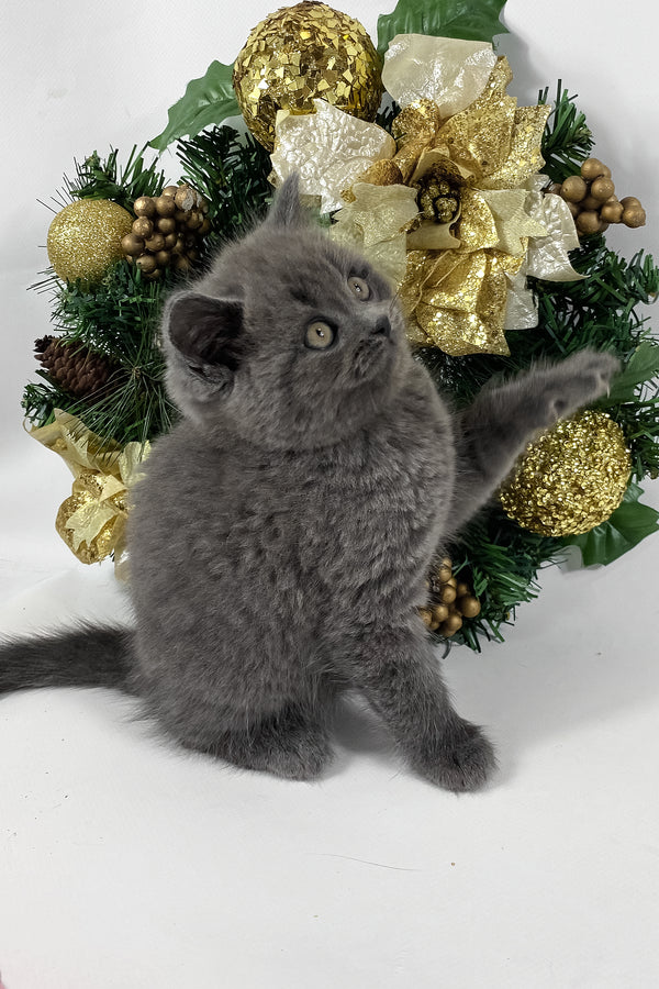 Xavier | British Shorthair Kitten