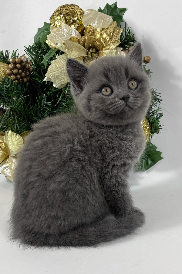 Xavier | British Shorthair Kitten
