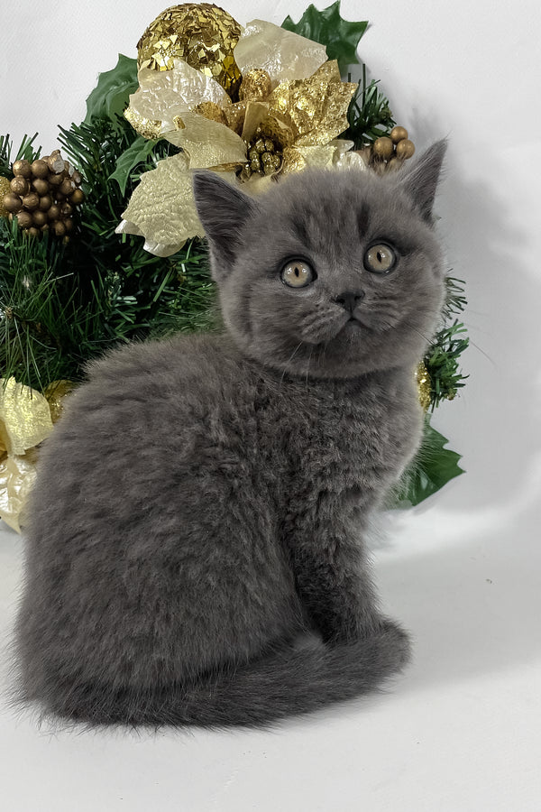 Xavier | British Shorthair Kitten