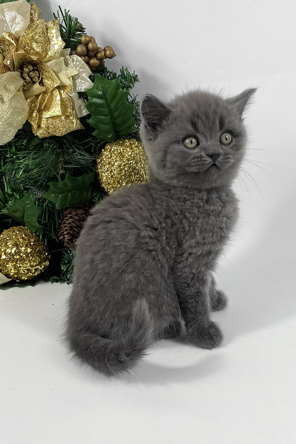 Xavier | British Shorthair Kitten