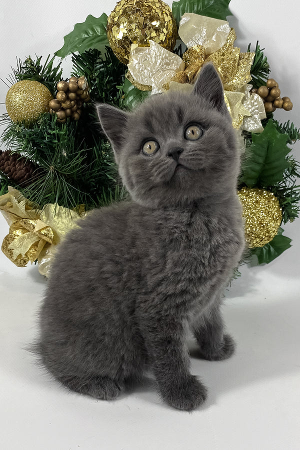 Xavier | British Shorthair Kitten