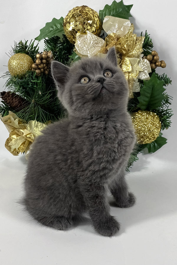 Xavier | British Shorthair Kitten