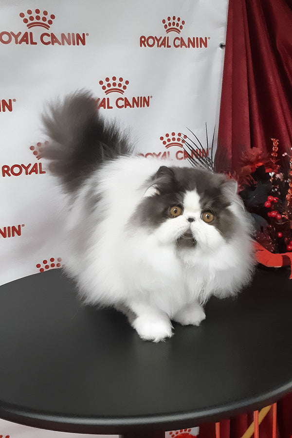 Xavier | Persian Kitten