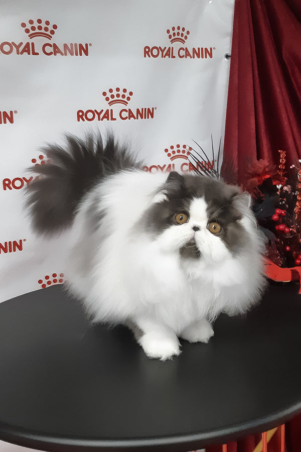 Xavier | Persian Kitten