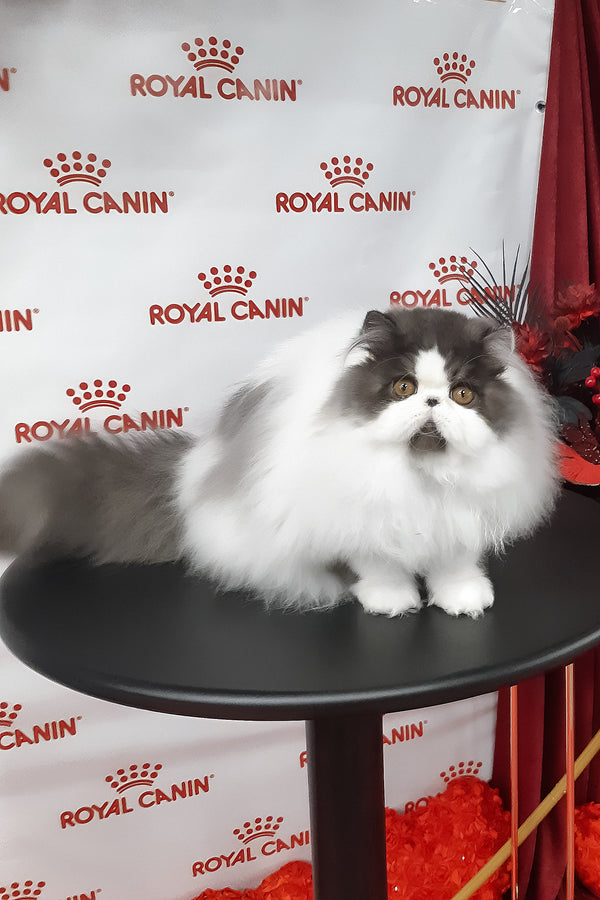 Xavier | Persian Kitten