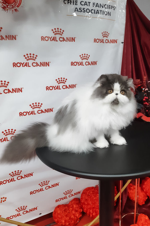 Xavier | Persian Kitten