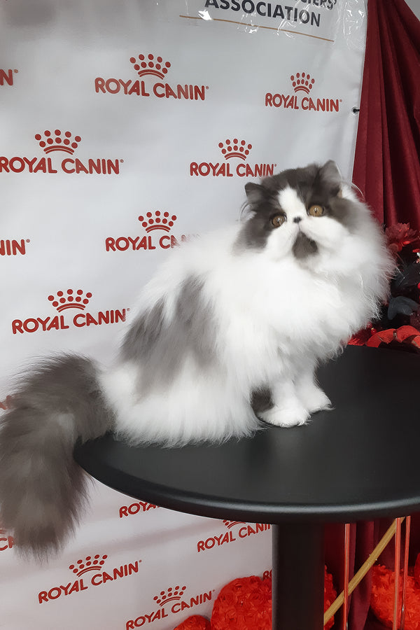 Xavier | Persian Kitten