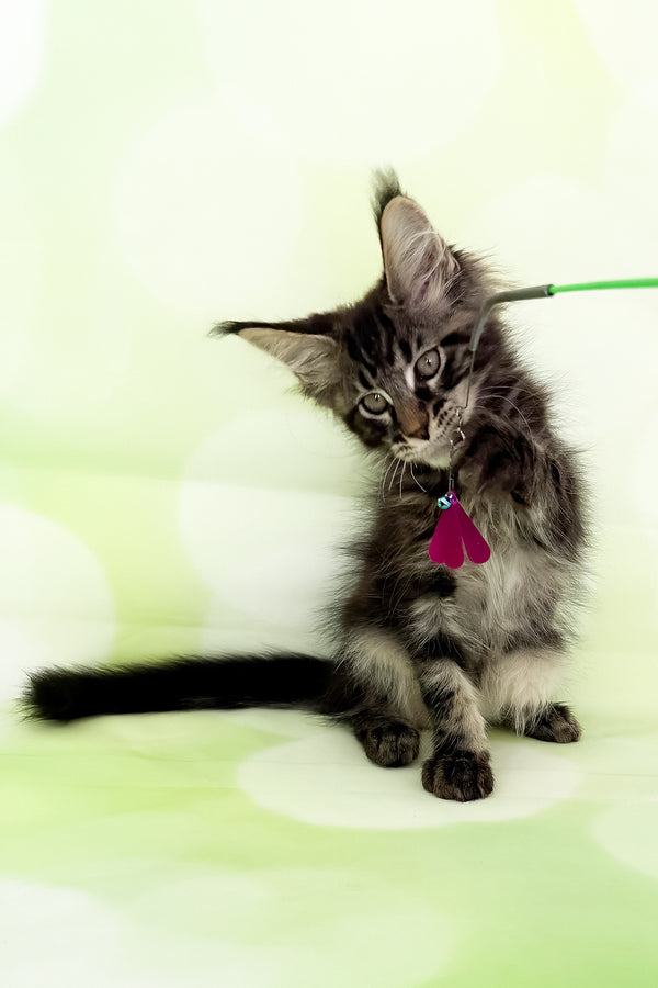 Xavier | Maine Coon Kitten