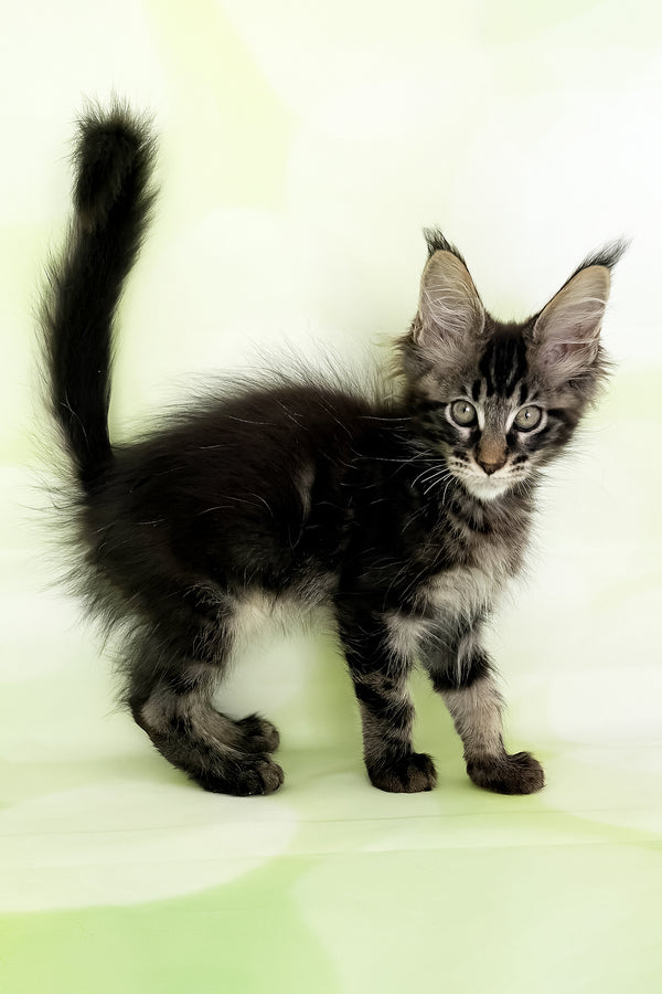 Xavier | Maine Coon Kitten