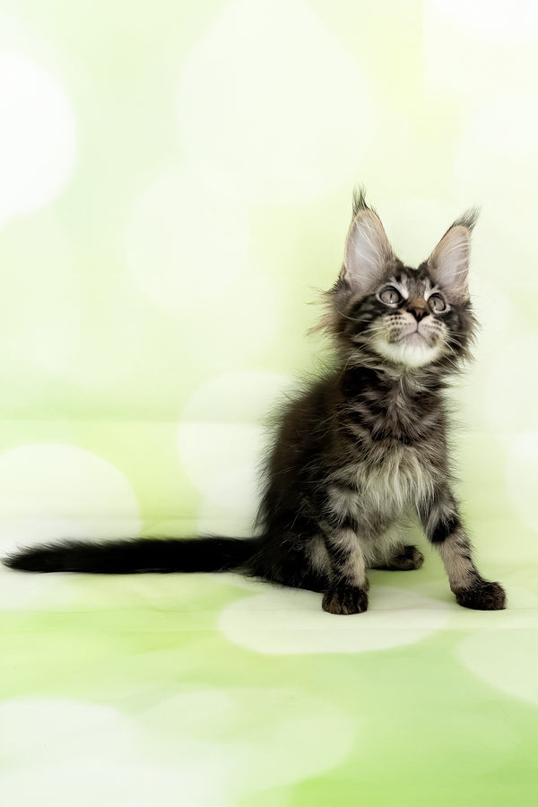 Xavier | Maine Coon Kitten