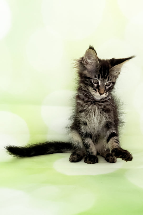 Xavier | Maine Coon Kitten