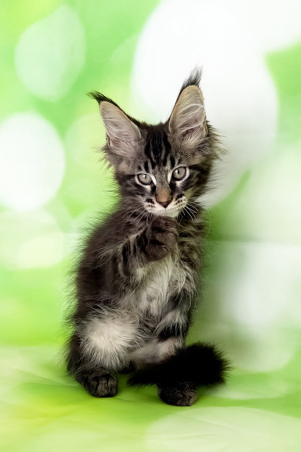 Xavier | Maine Coon Kitten