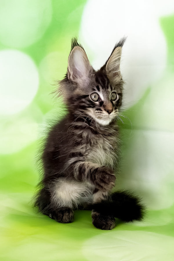 Xavier | Maine Coon Kitten