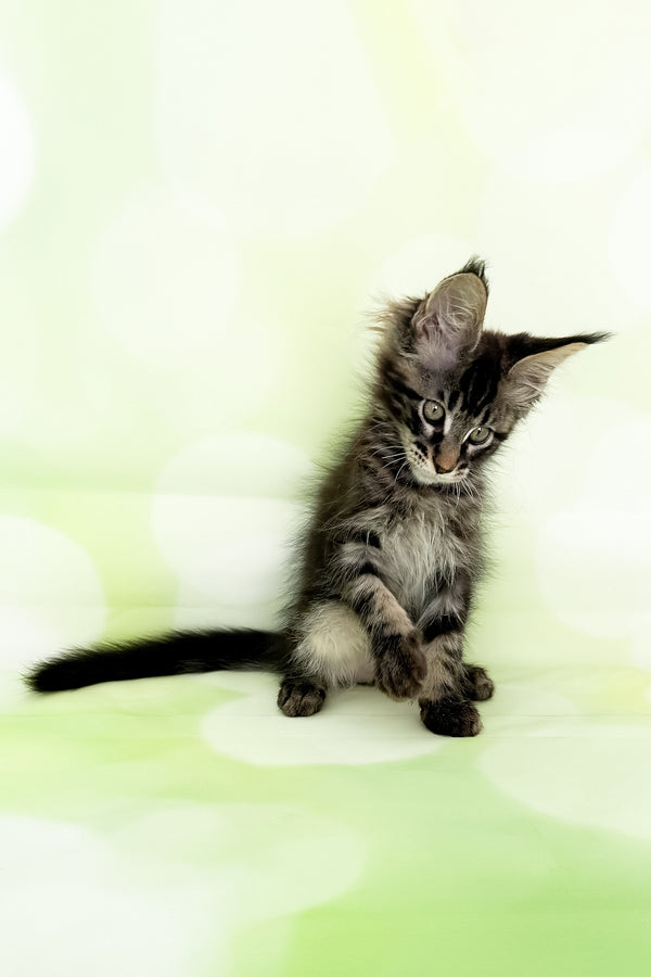 Xavier | Maine Coon Kitten