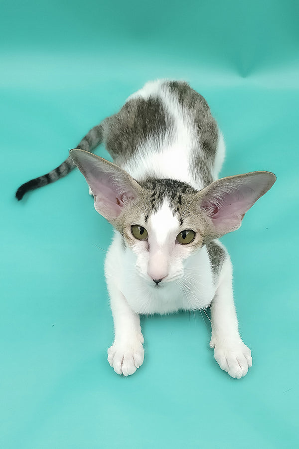 Xena | Oriental Shorthair Kitten