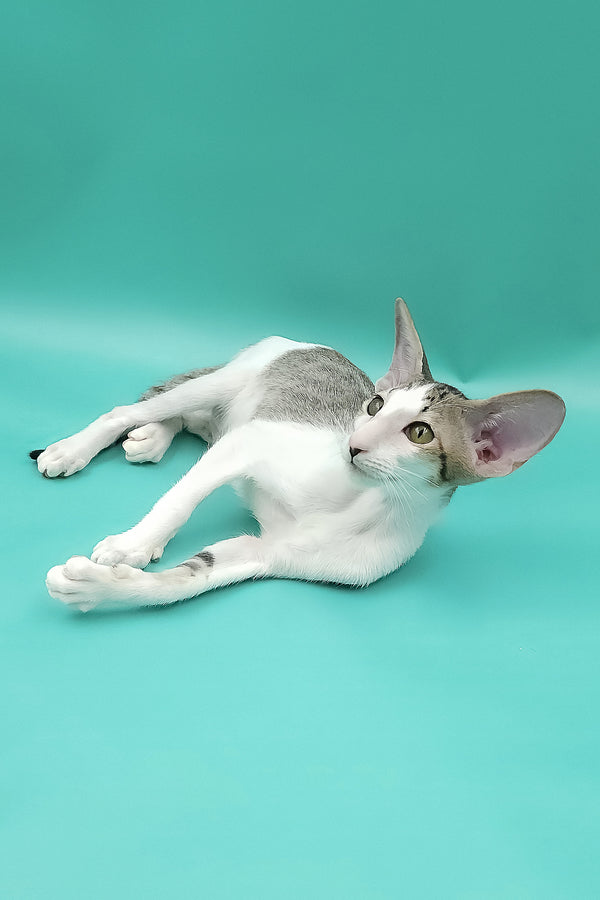 Xena | Oriental Shorthair Kitten