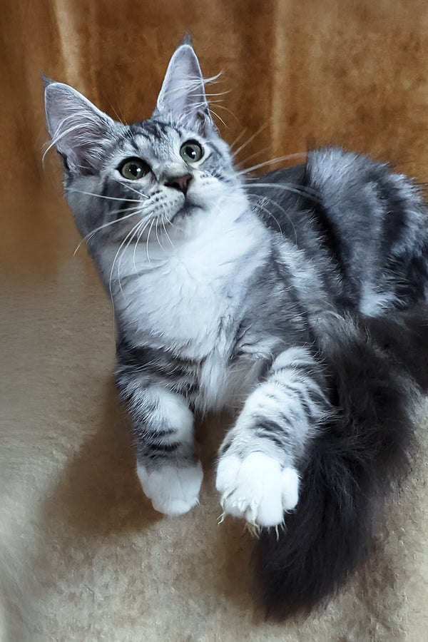 Xena | Maine Coon Kitten
