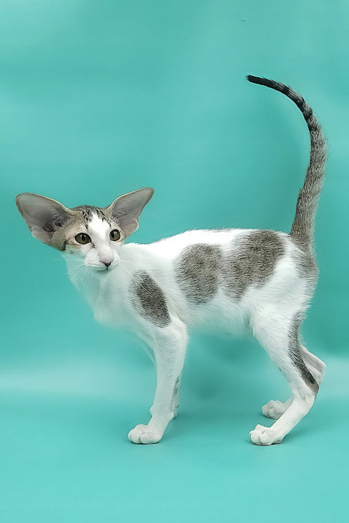 Xena | Oriental Shorthair Kitten
