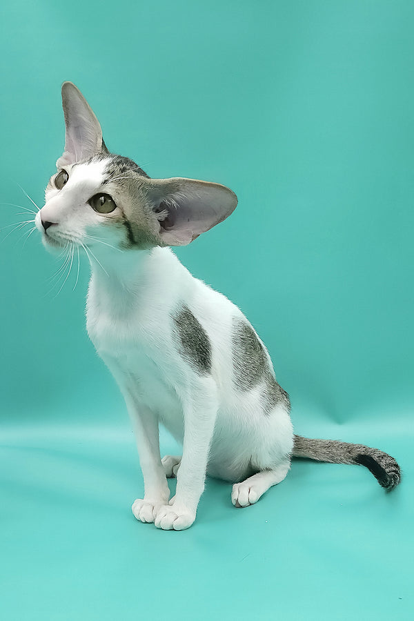Xena | Oriental Shorthair Kitten