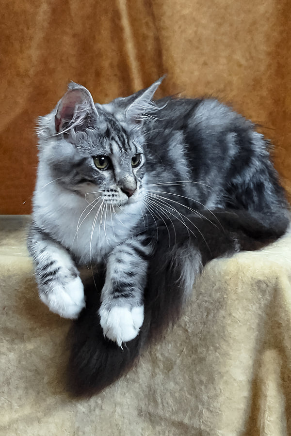 Xena | Maine Coon Kitten