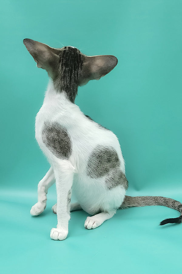 Xena | Oriental Shorthair Kitten