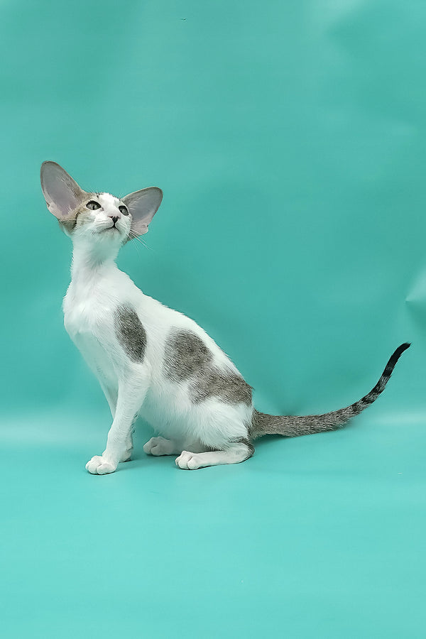 Xena | Oriental Shorthair Kitten