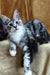 Xena | Maine Coon Kitten