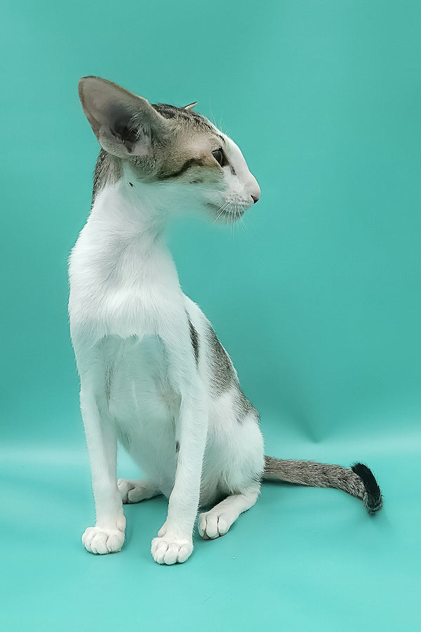 Xena | Oriental Shorthair Kitten