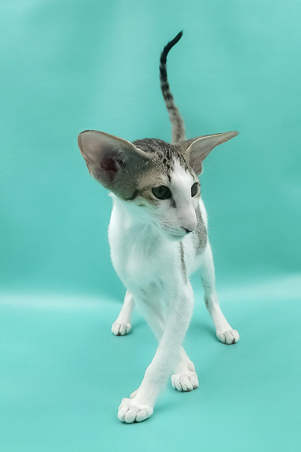 Xena | Oriental Shorthair Kitten