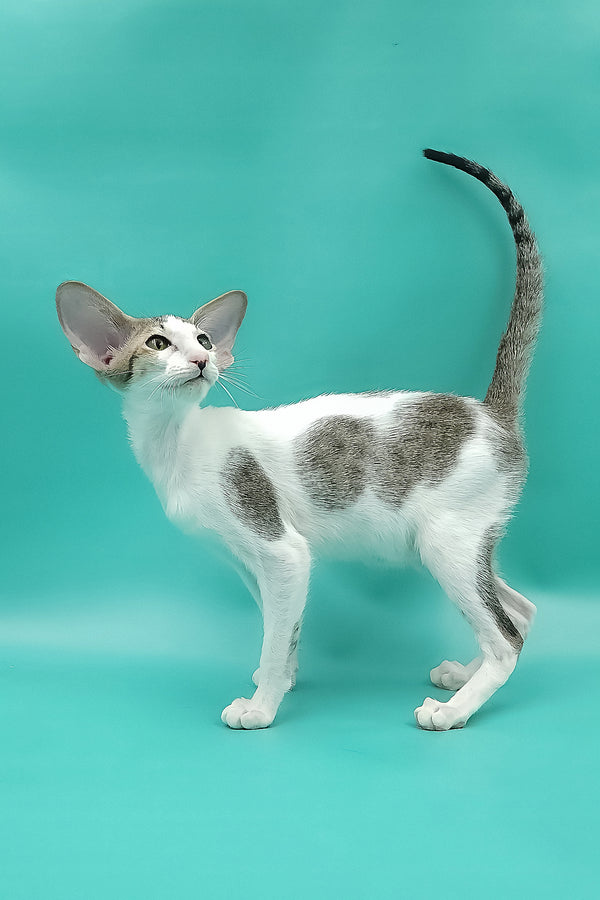 Xena | Oriental Shorthair Kitten