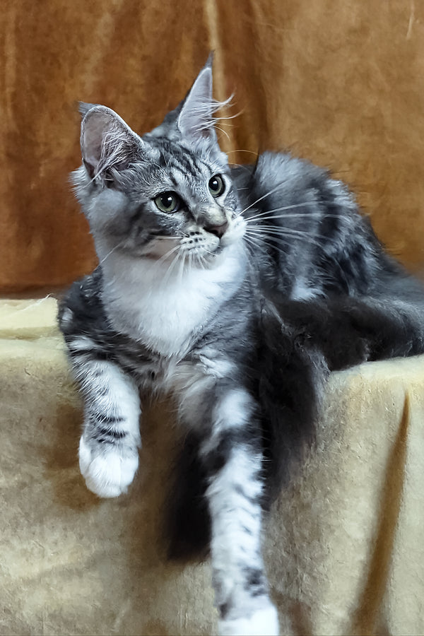 Xena | Maine Coon Kitten