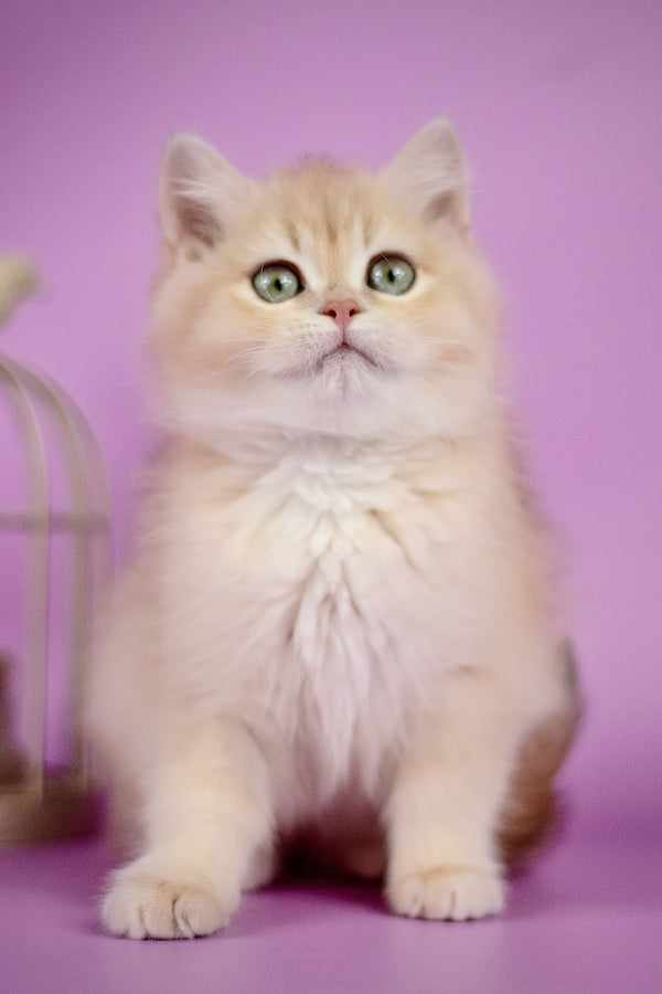 Xena | British Shorthair Kitten