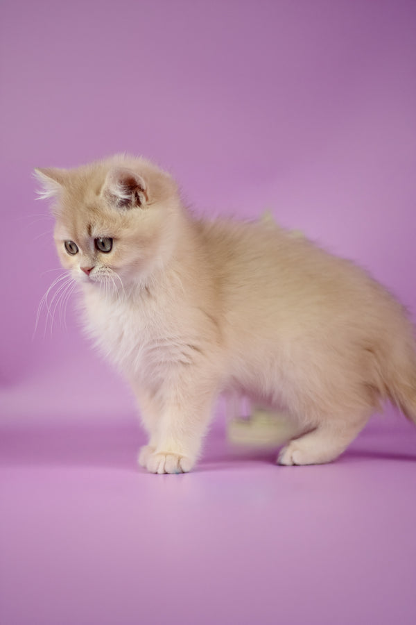 Xena | British Shorthair Kitten