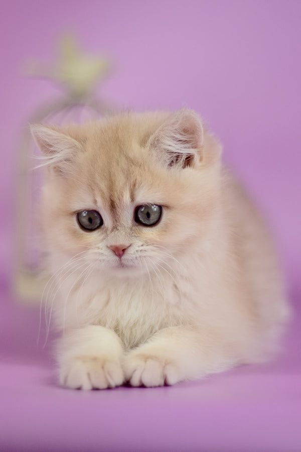 Xena | British Shorthair Kitten